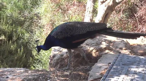 Peacock Video stock 27380417