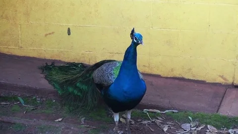 Peacock Stock Footage 75532207