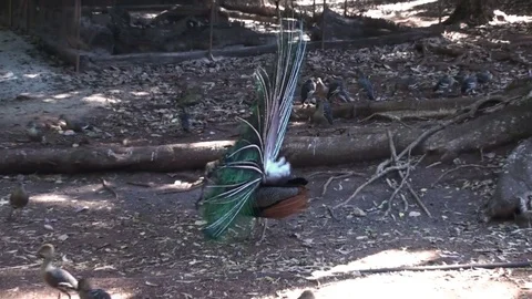 Peacock Stock Footage 75533340