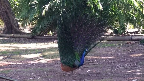 Peacock Stock Footage 75537133