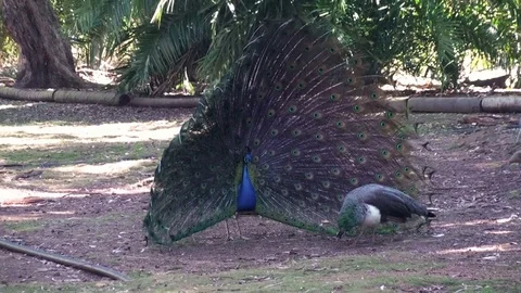 Peacock Stock Footage 75537151