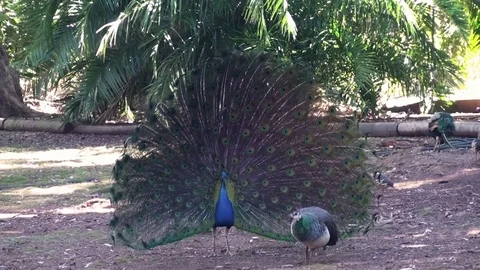 Peacock Stock Footage 75537683