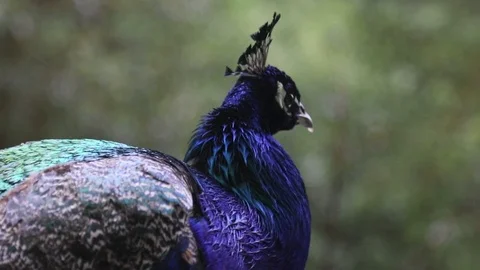 Peacock Stock Footage 97208994