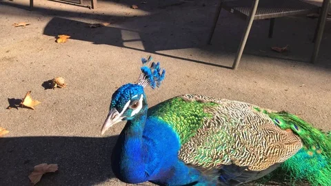 Peacock Stock Footage 98948214