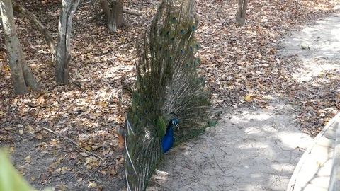 Peacock Stock Footage 107048713