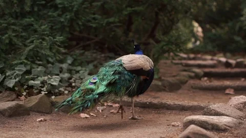 Peacock Stock Footage 126109138