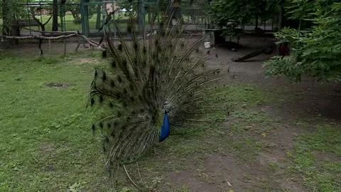 Peacock Stock Footage 132287435