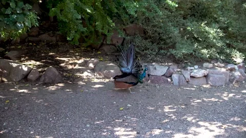 Peacock Stock Footage 145644565