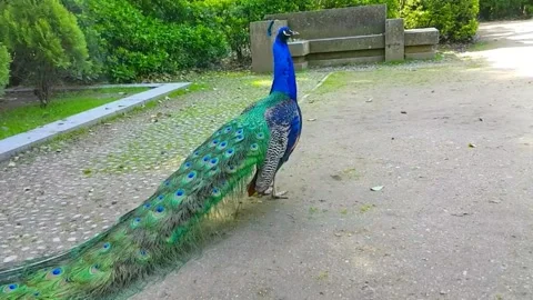 Peacock 스톡 동영상 164012989