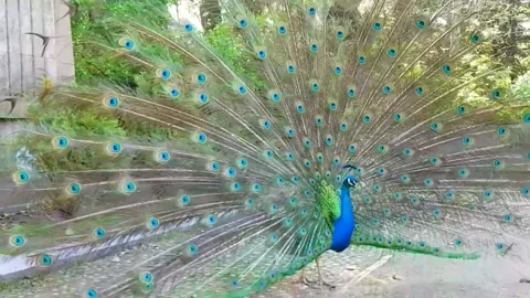 Peacock 스톡 동영상 164013012