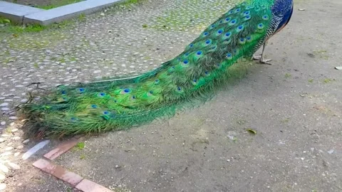 Peacock 스톡 동영상 164013214