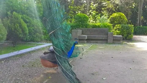 Peacock 스톡 동영상 164013398