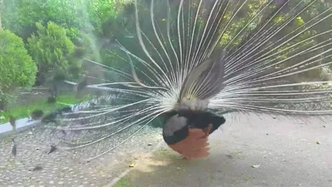 Peacock 스톡 동영상 164014014