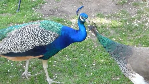 Peacock 스톡 동영상 164014158