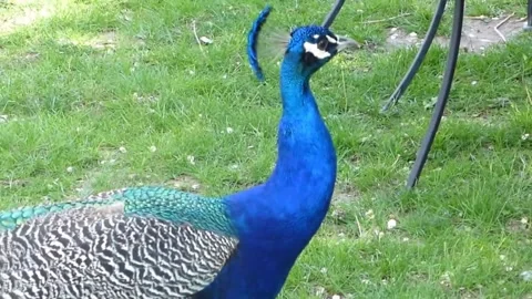Peacock 스톡 동영상 164014369