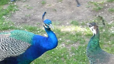 Peacock 스톡 동영상 164014372