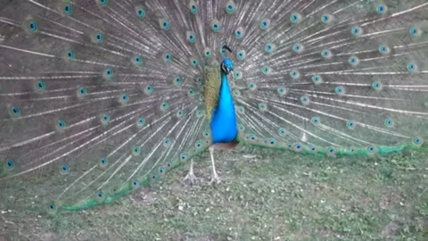 Peacock 스톡 동영상 164015786