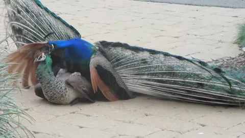 Peacock 스톡 동영상 164016025