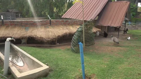 Peacock Stock Footage 171425490