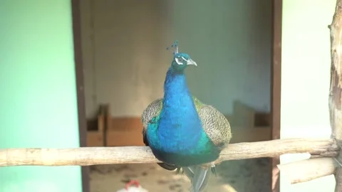 Peacock Stock Footage 223227628
