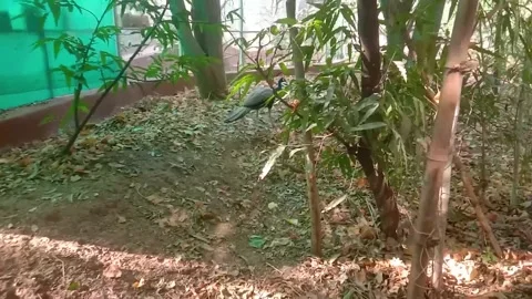 Peacock 스톡 동영상 255843612