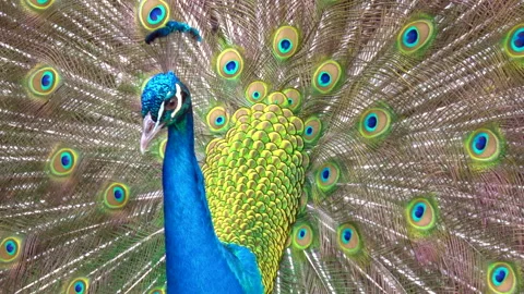 Peacock Stock Footage 272314902