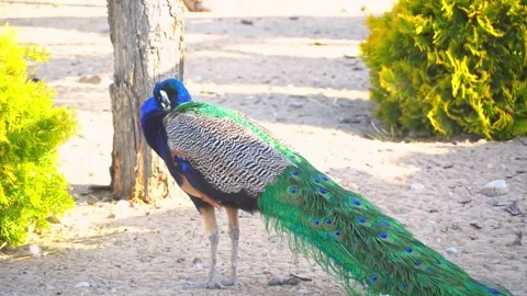 Peacock   Stock Footage 288647663