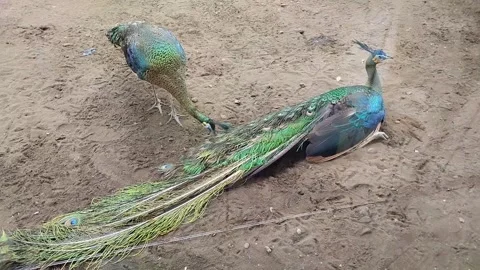 Peacock Stock Footage 291798062
