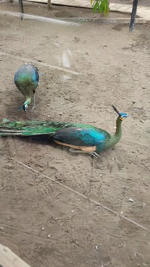 Peacock Stock Footage 291798064