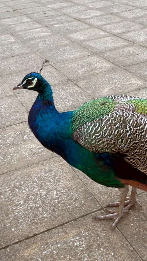 Peacock Stock Footage 296707143