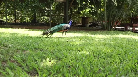 Peacock Stock Footage 306688761