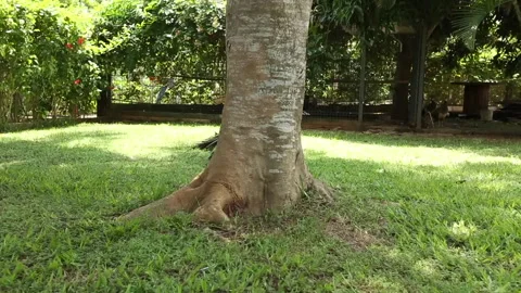 Peacock Stock Footage 306688770