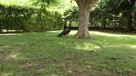 Peacock Stock Footage 306688771