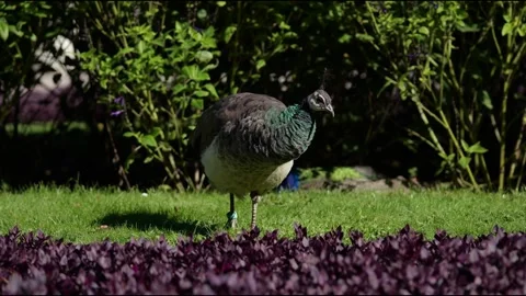 Peacock Stock Footage 318373446