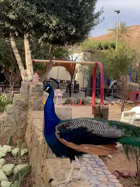 The Peacock Stock Footage 327893558
