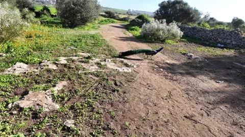 Peacock Stock Footage 328642047