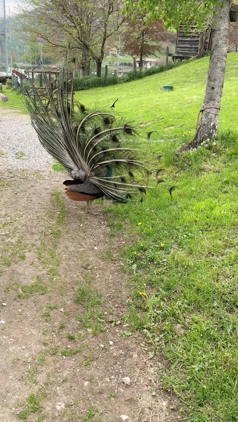 Peacock Stock Footage 345675484