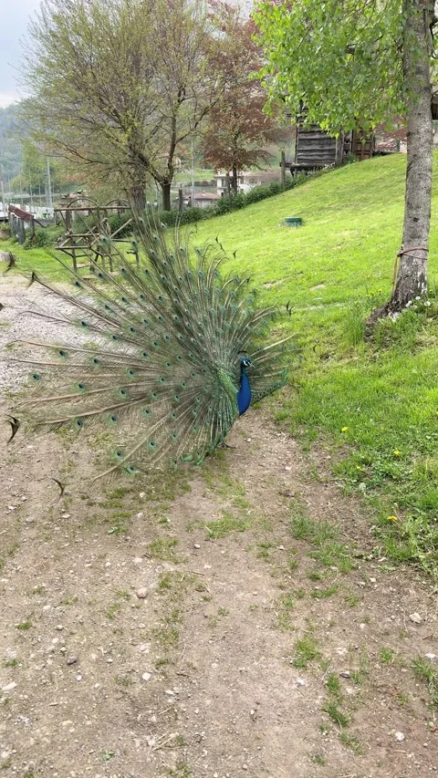 Peacock Stock Footage 345675945