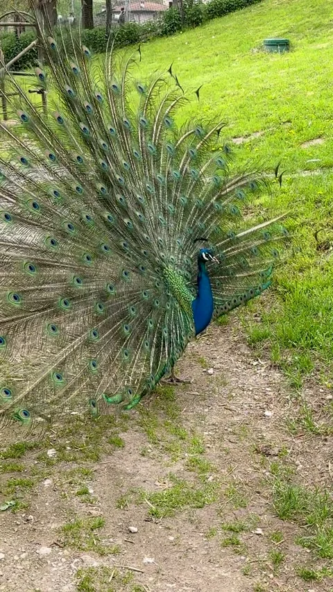Peacock Stock Footage 345676221