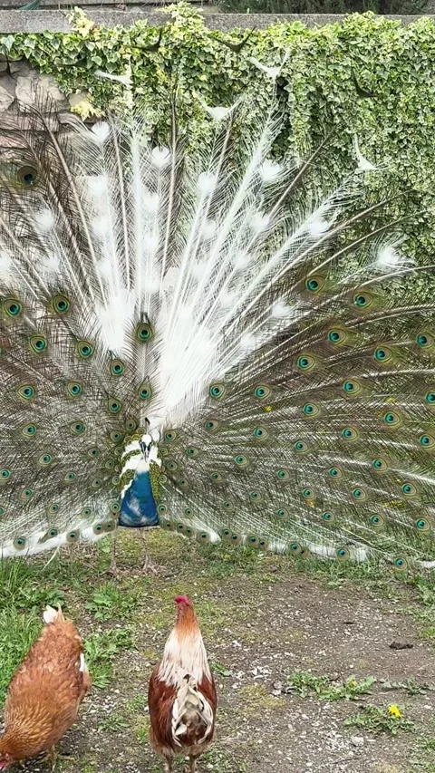 Peacock Stock-Footage 345676413