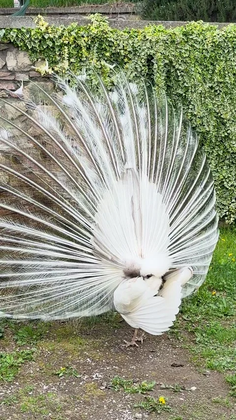 Peacock Stock Footage 345676555