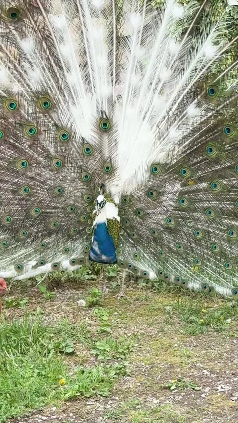 Peacock Stock Footage 345676741