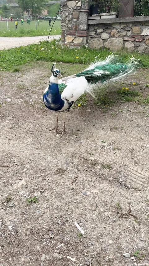 Peacock Stock Footage 345677015