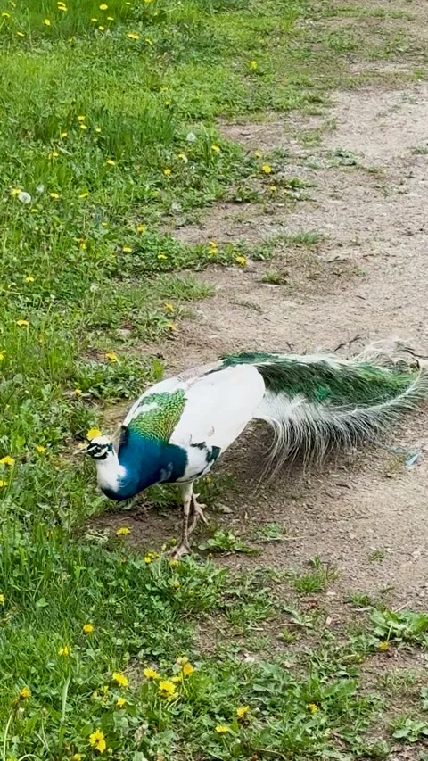 Peacock Stock Footage 345677125