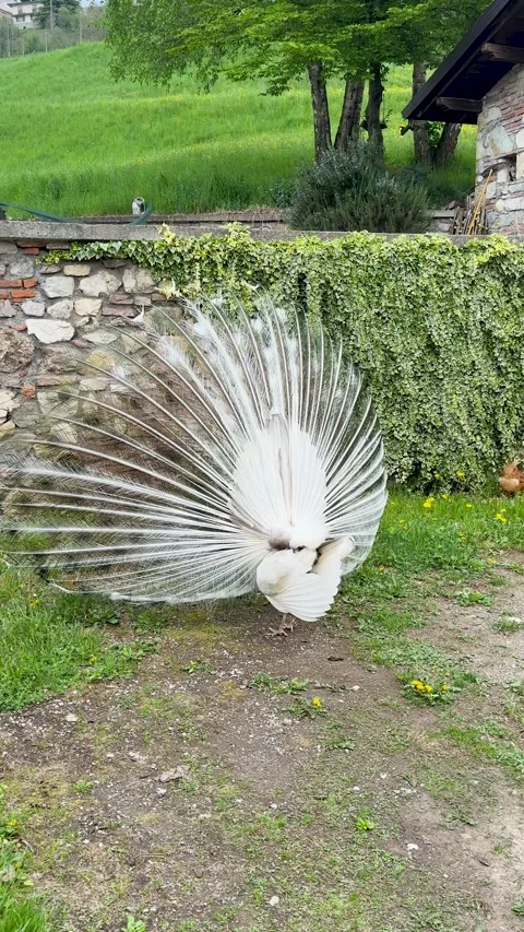 Peacock Stock Footage 345677246