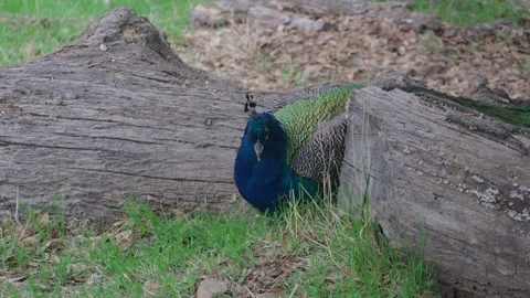 Peacock Foraging Between Fallen Logs Vídeo Stock 334680462
