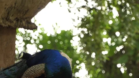 Peacock in a forest. 4k Stock Footage 92410409