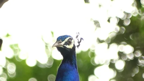 Peacock in a forest. 4k Video stock 92410445