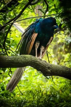 Peacock in the   forest Stock Photos