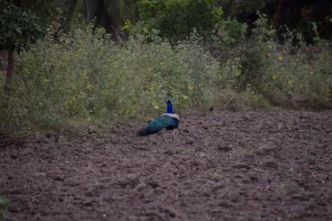 A peacock in the forest Stock Photos